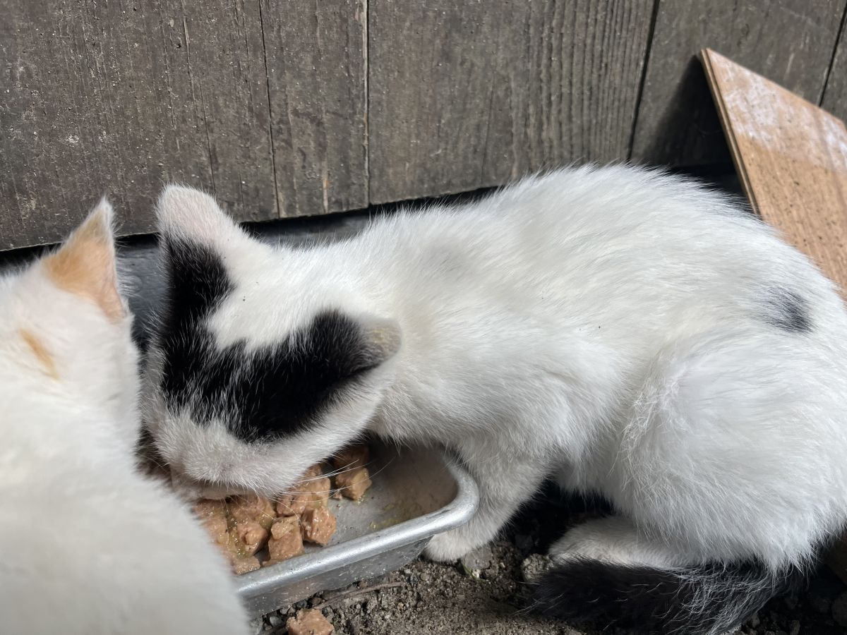 Maciatka 