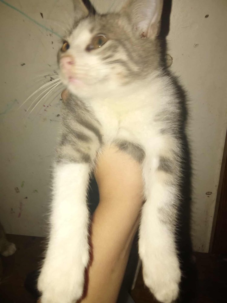 Rozalia 